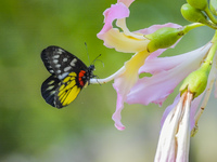 A butterfly feeds on blooming flowers in Nanning, Guangxi, China, on November 16, 2024. (