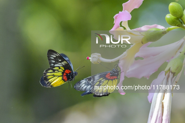 A butterfly feeds on blooming flowers in Nanning, Guangxi, China, on November 16, 2024. 