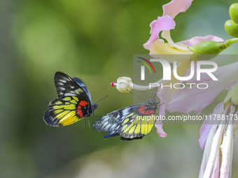 A butterfly feeds on blooming flowers in Nanning, Guangxi, China, on November 16, 2024. (