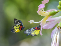 A butterfly feeds on blooming flowers in Nanning, Guangxi, China, on November 16, 2024. (