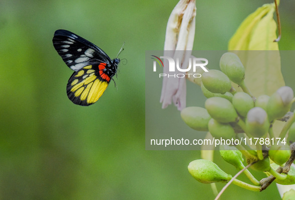 A butterfly feeds on blooming flowers in Nanning, Guangxi, China, on November 16, 2024. 