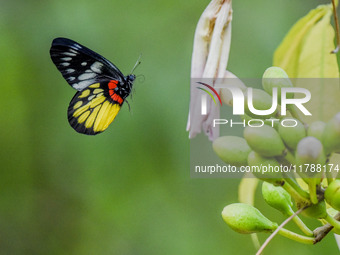 A butterfly feeds on blooming flowers in Nanning, Guangxi, China, on November 16, 2024. (