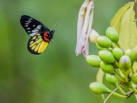 A butterfly feeds on blooming flowers in Nanning, Guangxi, China, on November 16, 2024. (