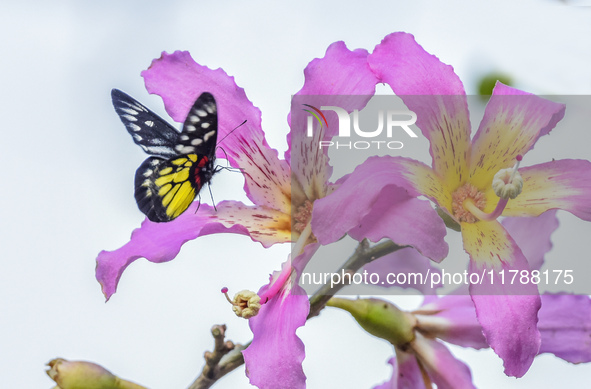 A butterfly feeds on blooming flowers in Nanning, Guangxi, China, on November 16, 2024. 