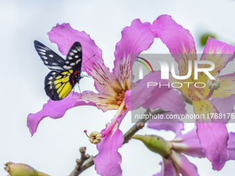 A butterfly feeds on blooming flowers in Nanning, Guangxi, China, on November 16, 2024. (