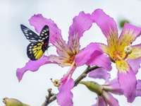 A butterfly feeds on blooming flowers in Nanning, Guangxi, China, on November 16, 2024. (