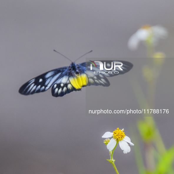 A butterfly feeds on blooming flowers in Nanning, Guangxi, China, on November 16, 2024. 