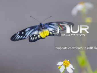 A butterfly feeds on blooming flowers in Nanning, Guangxi, China, on November 16, 2024. (