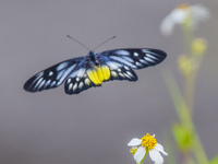 A butterfly feeds on blooming flowers in Nanning, Guangxi, China, on November 16, 2024. (