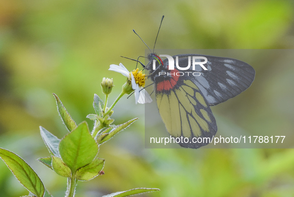 A butterfly feeds on blooming flowers in Nanning, Guangxi, China, on November 16, 2024. 