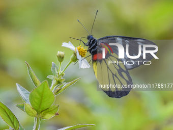 A butterfly feeds on blooming flowers in Nanning, Guangxi, China, on November 16, 2024. (