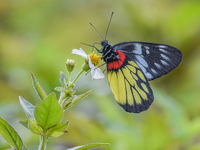 A butterfly feeds on blooming flowers in Nanning, Guangxi, China, on November 16, 2024. (