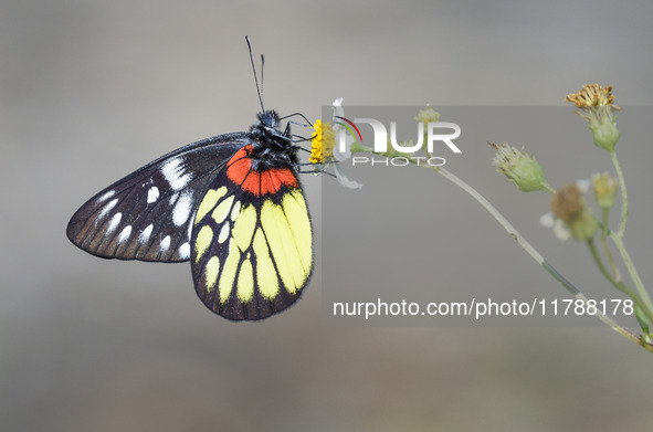 A butterfly feeds on blooming flowers in Nanning, Guangxi, China, on November 16, 2024. 