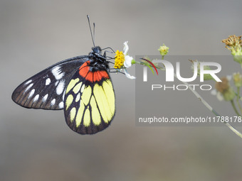 A butterfly feeds on blooming flowers in Nanning, Guangxi, China, on November 16, 2024. (