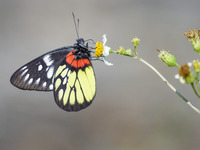 A butterfly feeds on blooming flowers in Nanning, Guangxi, China, on November 16, 2024. (