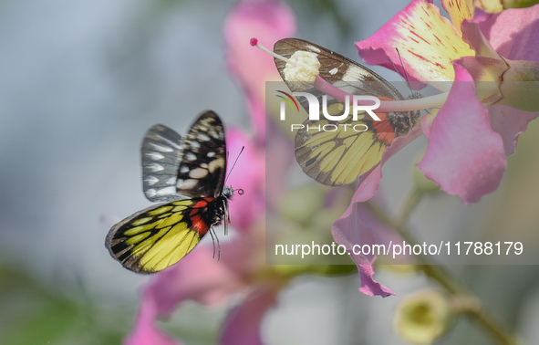 A butterfly feeds on blooming flowers in Nanning, Guangxi, China, on November 16, 2024. 