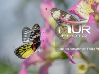 A butterfly feeds on blooming flowers in Nanning, Guangxi, China, on November 16, 2024. (