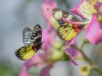 A butterfly feeds on blooming flowers in Nanning, Guangxi, China, on November 16, 2024. (