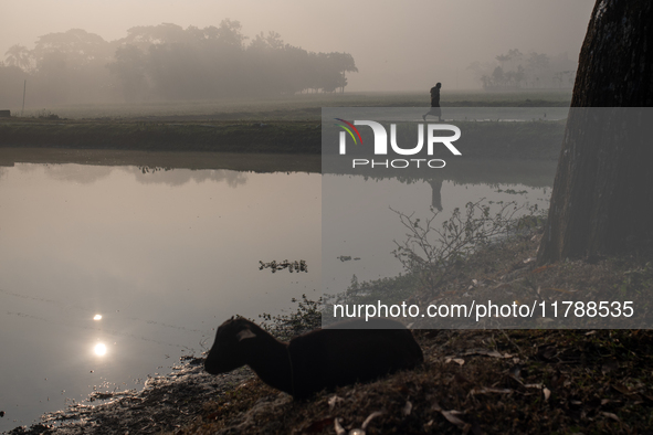 A farmer goes to his workplace during a light foggy morning in Gouripur, Mymensingh, Bangladesh, on November 18, 2024. 