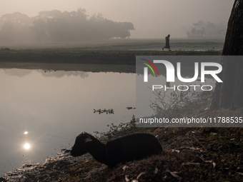 A farmer goes to his workplace during a light foggy morning in Gouripur, Mymensingh, Bangladesh, on November 18, 2024. (