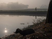 A farmer goes to his workplace during a light foggy morning in Gouripur, Mymensingh, Bangladesh, on November 18, 2024. (