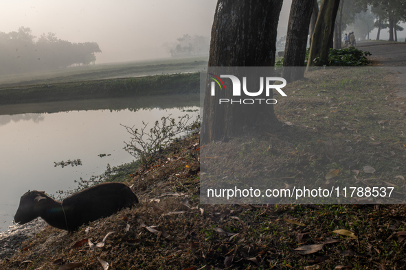 A farmer goes to his workplace during a light foggy morning in Gouripur, Mymensingh, Bangladesh, on November 18, 2024. 