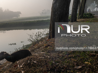 A farmer goes to his workplace during a light foggy morning in Gouripur, Mymensingh, Bangladesh, on November 18, 2024. (