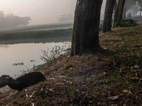 A farmer goes to his workplace during a light foggy morning in Gouripur, Mymensingh, Bangladesh, on November 18, 2024. (