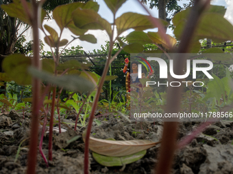 A clay idol of Kartik is on a vegetable farming field in Nandail, Mymensingh, Bangladesh, on November 18, 2024. In regional folklore, Kartik...