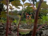 A clay idol of Kartik is on a vegetable farming field in Nandail, Mymensingh, Bangladesh, on November 18, 2024. In regional folklore, Kartik...