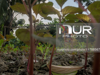 A clay idol of Kartik is on a vegetable farming field in Nandail, Mymensingh, Bangladesh, on November 18, 2024. In regional folklore, Kartik...