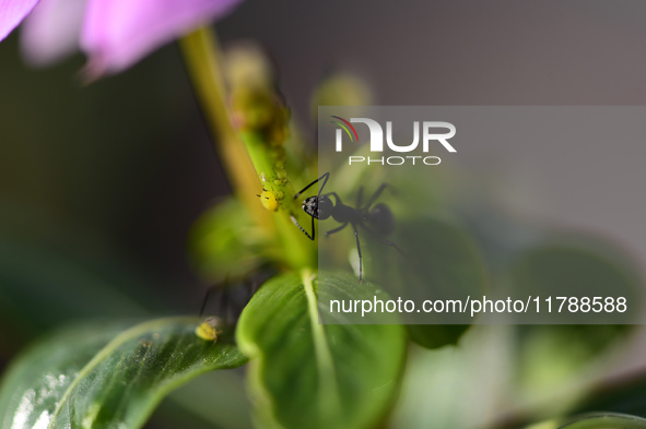 A Black garden ant is seen over the veins of a Poinsettia flower leaf against the sunlight in Kirtipur, Kathmandu, Nepal, on November 18, 20...