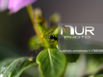 A Black garden ant is seen over the veins of a Poinsettia flower leaf against the sunlight in Kirtipur, Kathmandu, Nepal, on November 18, 20...