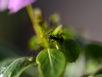 A Black garden ant is seen over the veins of a Poinsettia flower leaf against the sunlight in Kirtipur, Kathmandu, Nepal, on November 18, 20...