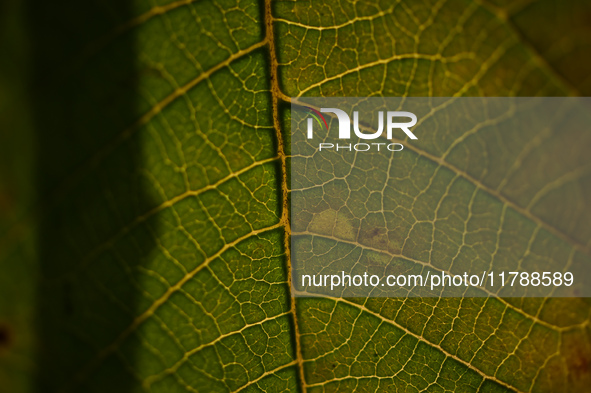 The veins in a Poinsettia flower leaf are visible against the sunlight in Kirtipur, Kathmandu, Nepal, on November 18, 2024. 