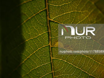 The veins in a Poinsettia flower leaf are visible against the sunlight in Kirtipur, Kathmandu, Nepal, on November 18, 2024. (