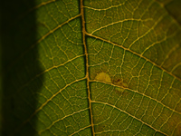 The veins in a Poinsettia flower leaf are visible against the sunlight in Kirtipur, Kathmandu, Nepal, on November 18, 2024. (