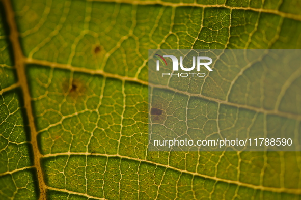 The veins in a Poinsettia flower leaf are visible against the sunlight in Kirtipur, Kathmandu, Nepal, on November 18, 2024. 