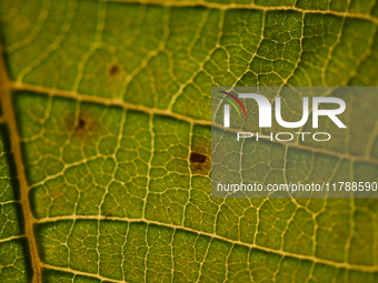 The veins in a Poinsettia flower leaf are visible against the sunlight in Kirtipur, Kathmandu, Nepal, on November 18, 2024. (