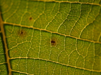 The veins in a Poinsettia flower leaf are visible against the sunlight in Kirtipur, Kathmandu, Nepal, on November 18, 2024. (