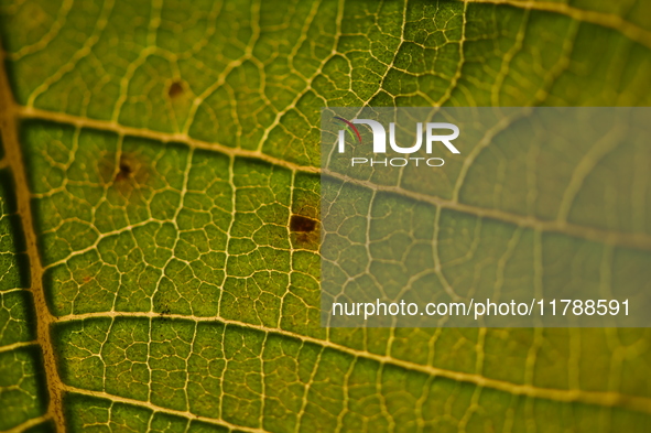 The veins in a Poinsettia flower leaf are visible against the sunlight in Kirtipur, Kathmandu, Nepal, on November 18, 2024. 