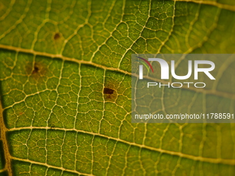 The veins in a Poinsettia flower leaf are visible against the sunlight in Kirtipur, Kathmandu, Nepal, on November 18, 2024. (