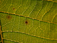 The veins in a Poinsettia flower leaf are visible against the sunlight in Kirtipur, Kathmandu, Nepal, on November 18, 2024. (