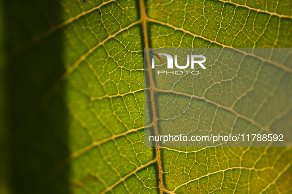 The veins in a Poinsettia flower leaf are visible against the sunlight in Kirtipur, Kathmandu, Nepal, on November 18, 2024. 