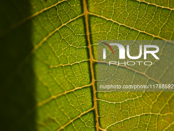 The veins in a Poinsettia flower leaf are visible against the sunlight in Kirtipur, Kathmandu, Nepal, on November 18, 2024. (