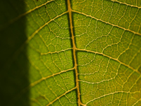 The veins in a Poinsettia flower leaf are visible against the sunlight in Kirtipur, Kathmandu, Nepal, on November 18, 2024. (