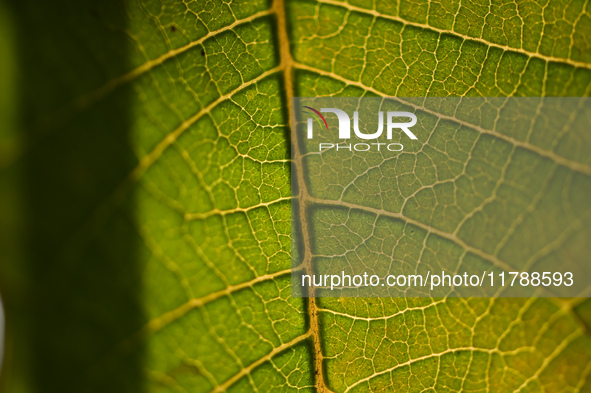 The veins in a Poinsettia flower leaf are visible against the sunlight in Kirtipur, Kathmandu, Nepal, on November 18, 2024. 