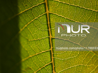 The veins in a Poinsettia flower leaf are visible against the sunlight in Kirtipur, Kathmandu, Nepal, on November 18, 2024. (