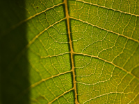 The veins in a Poinsettia flower leaf are visible against the sunlight in Kirtipur, Kathmandu, Nepal, on November 18, 2024. (