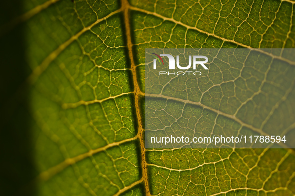 The veins in a Poinsettia flower leaf are visible against the sunlight in Kirtipur, Kathmandu, Nepal, on November 18, 2024. 